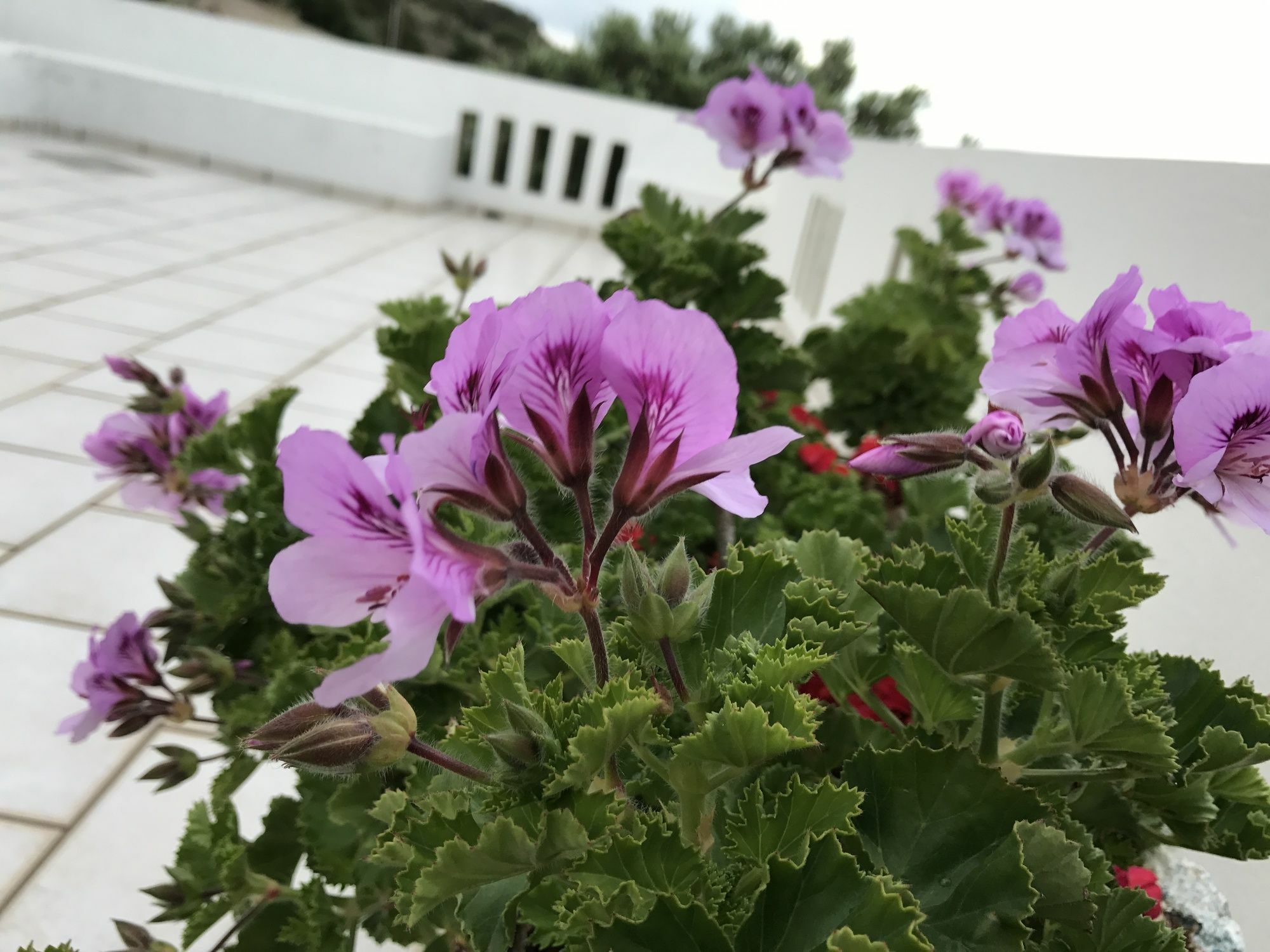 Nakou Village Koutsounari Dış mekan fotoğraf